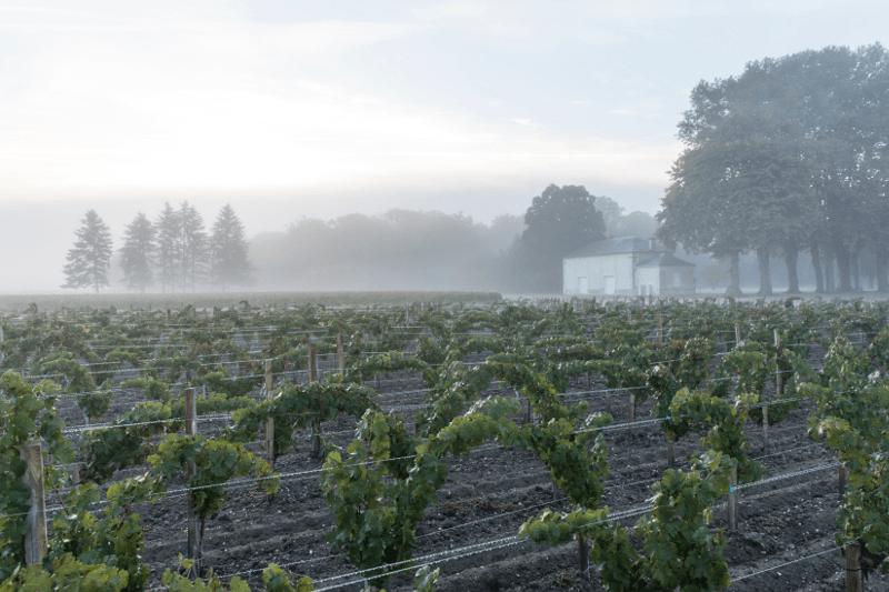 Rebstöcke vom Château Cantemerle