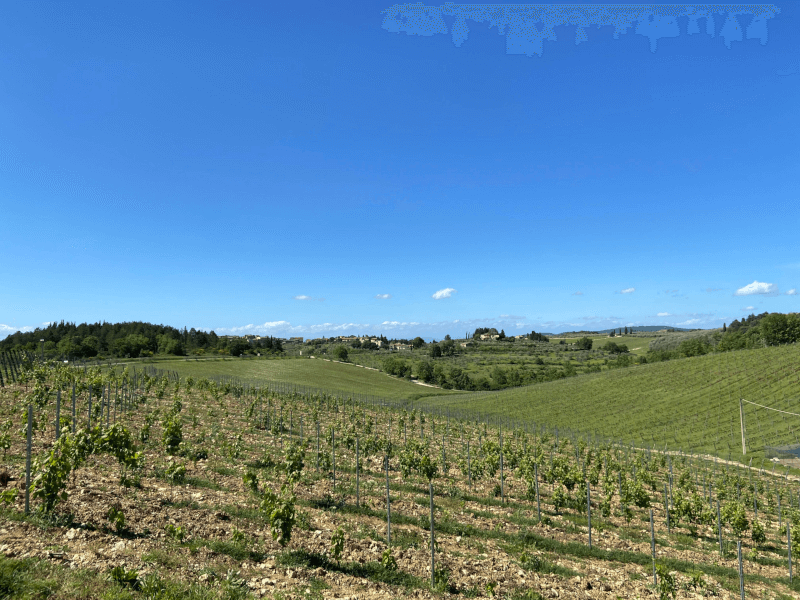 Blick über die Weinberge