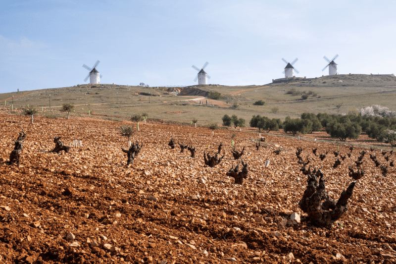 Vingårder i La Mancha med de typiske regionale vindmøllene Vingårder i La Mancha med de typiske regionale vindmøllene