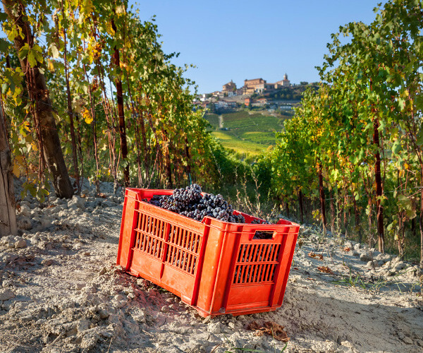La Morra sett fra Boglietti-hagene La Morra sett fra Boglietti-hagene