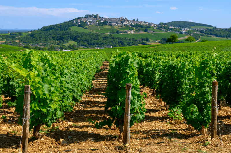 Weinberge rund um Sancerre