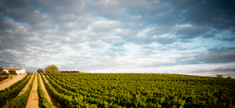 Ramos Pinto vinranker Ramos Pinto vinranker