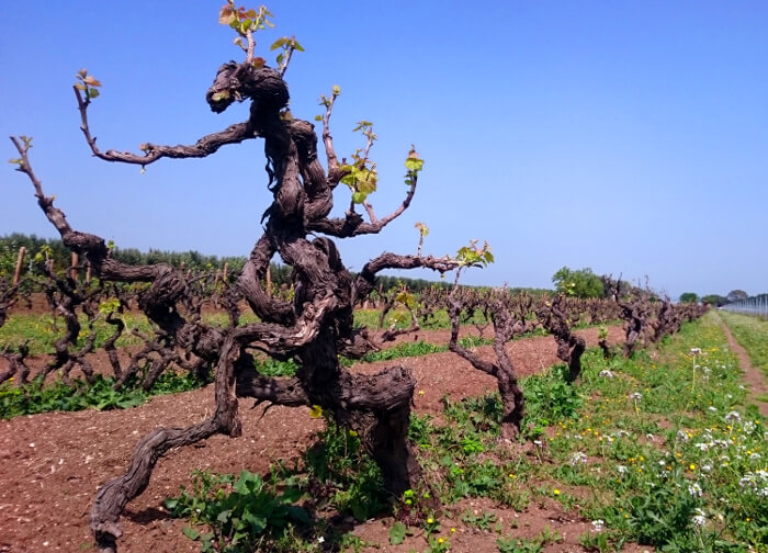 Primitivo-vinstokker i nærheten av Varvaglione