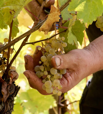 Innhøsting av Clemens Busch-druer