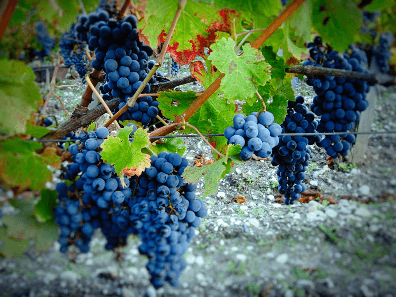 Rote Trauben sind der Fokus von Château Micalet