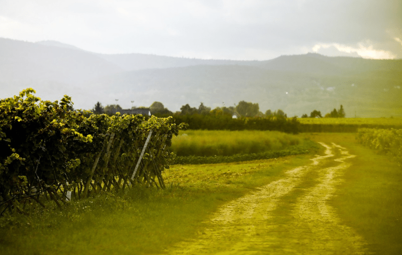 Vingård Kesselring vinmarker Vingård Kesselring vinmarker