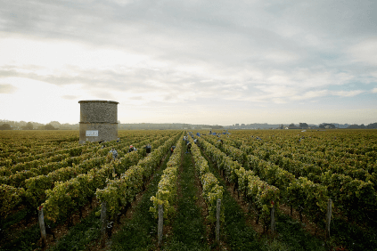 Lange vinrader hos Château Coutet Lange vinrader hos Château Coutet