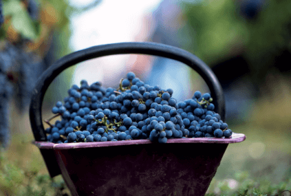 Årgang på slottet Årgang på slottet