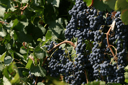 Nero d'Avola-druer fra Cantine Minini på Sicilia