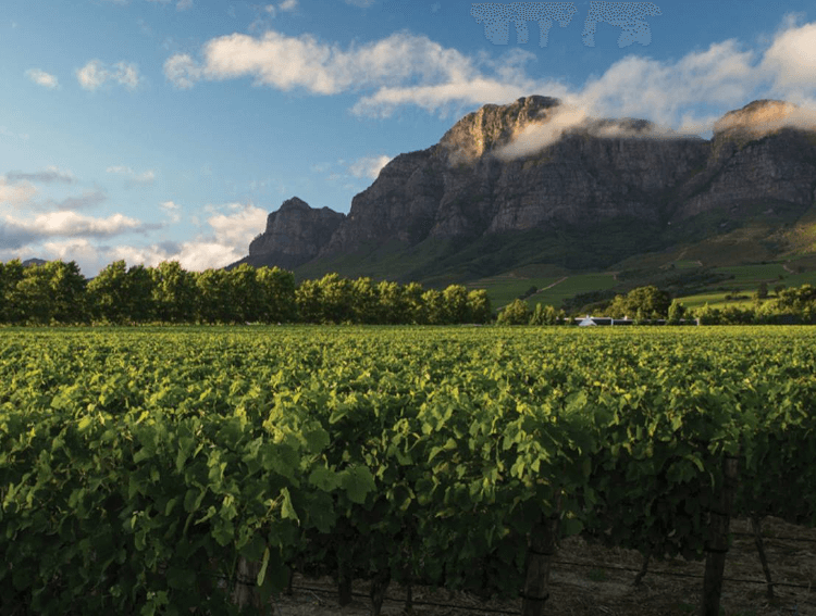 vidstrakte vinmarker hos Rupert & Rothschild Vignerons 