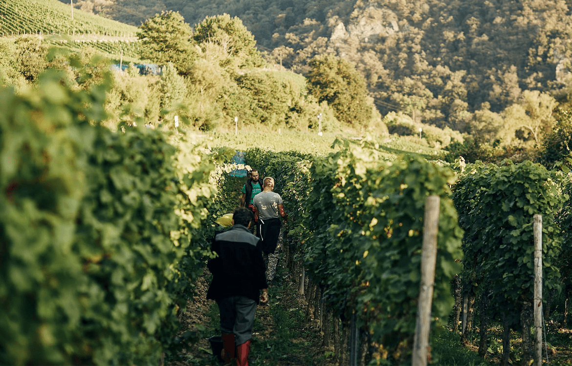nøye håndplukking på vingården Dönnhoff