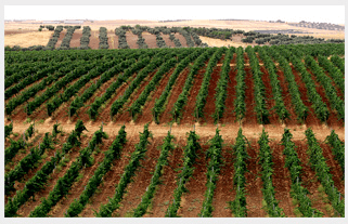 Vinmarkene på Finca Constancia