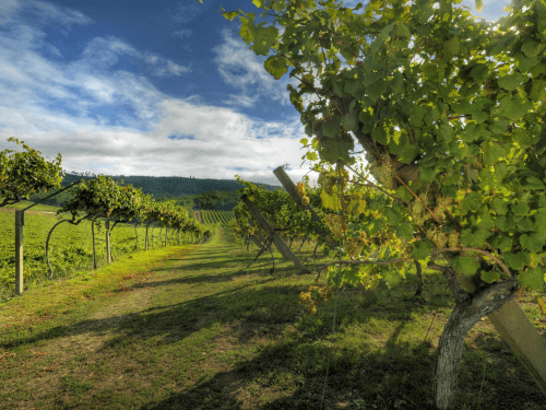 Vingårder i Lagar de Cervera i Rias Biaxas